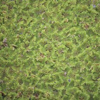 Azolla